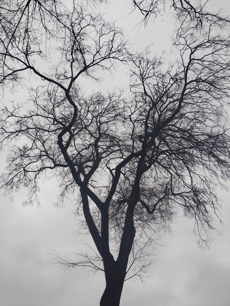 Photo #13068212