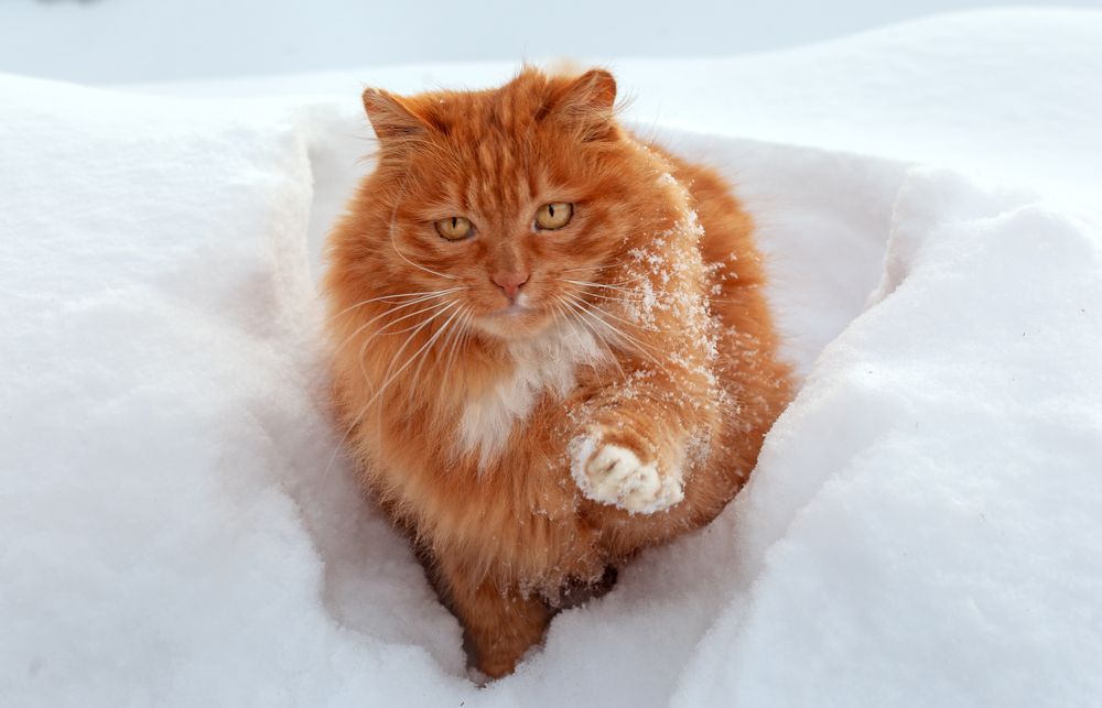 Photograph by Мария Анатольевна Кузовлева