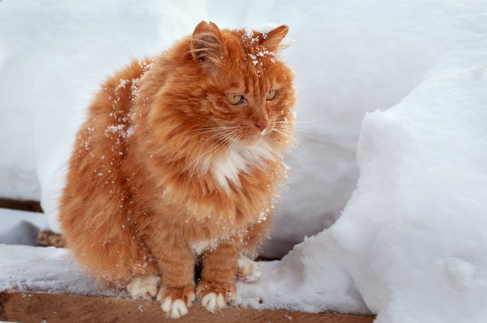 Photograph by Мария Анатольевна Кузовлева