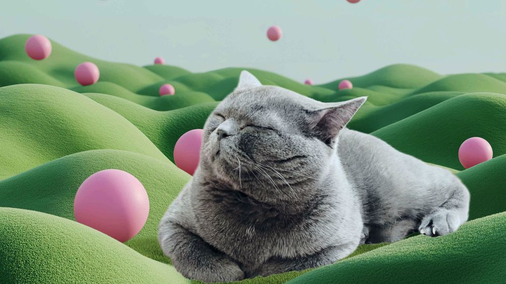 Мечты Сенсея.