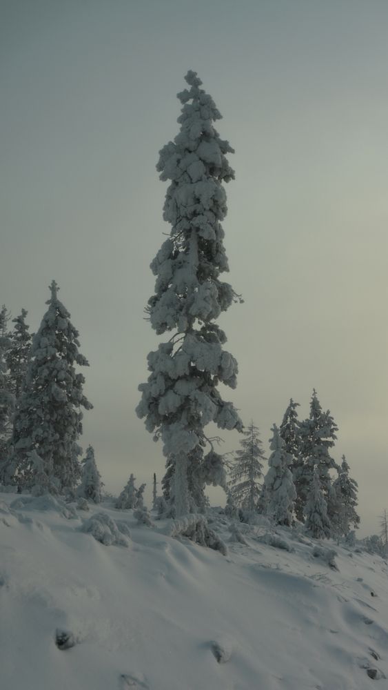 Якутия. Белое безмолвие.
