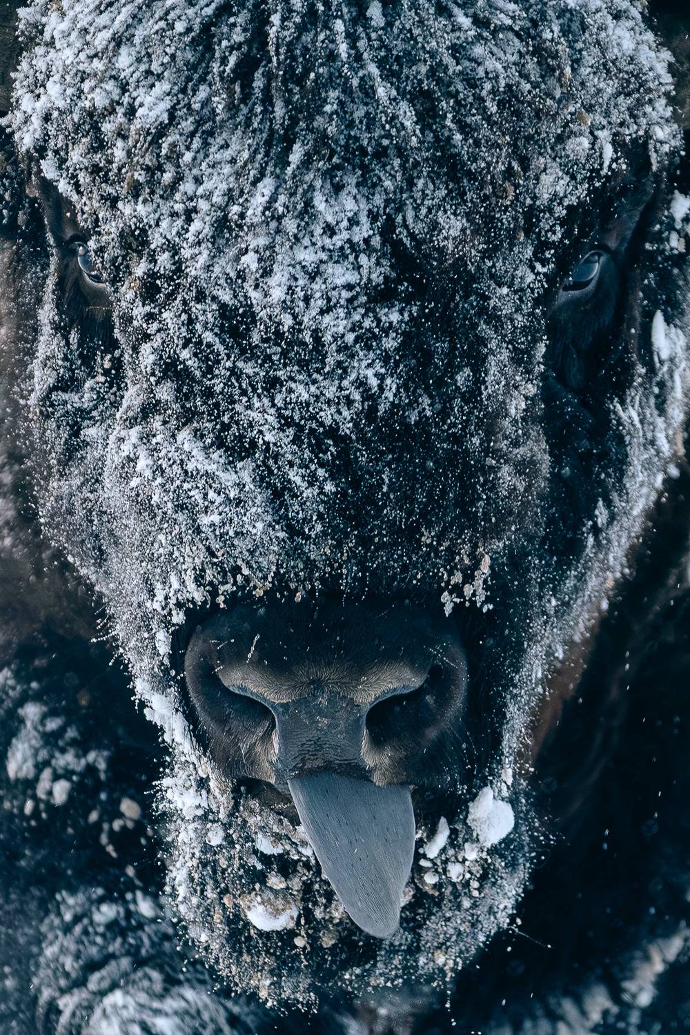 Фотография #13068518