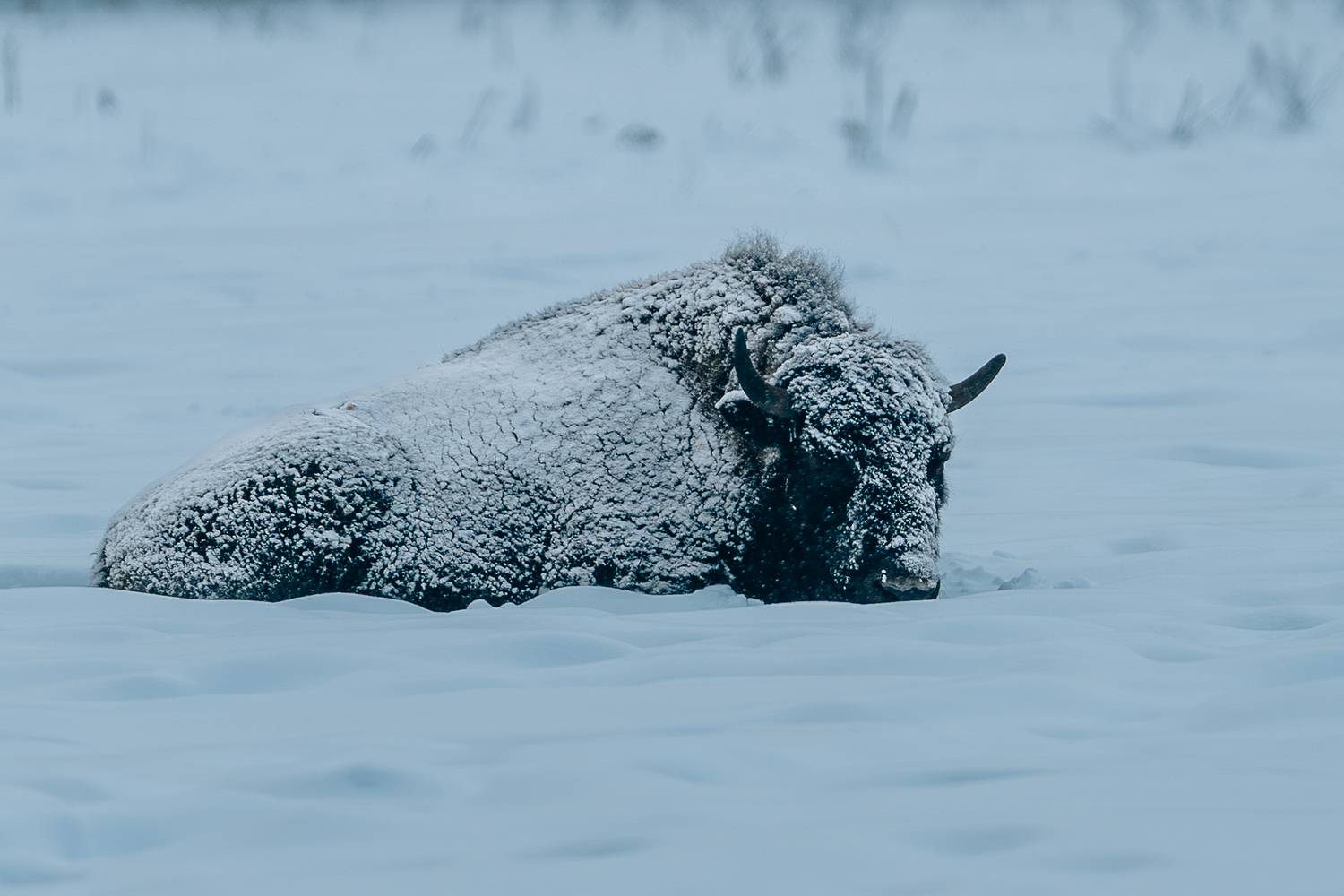 Фотография #13068541