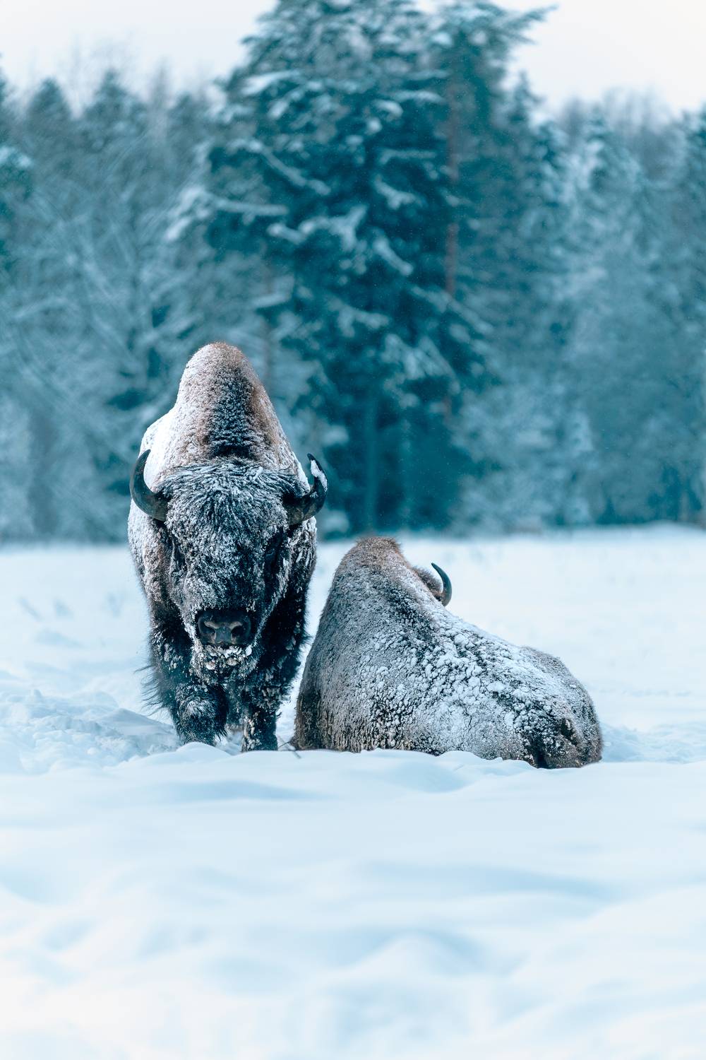 Фотография #13068565