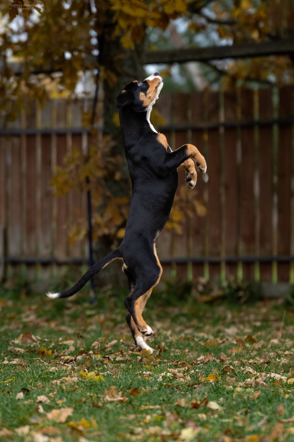 Фотография #13068622