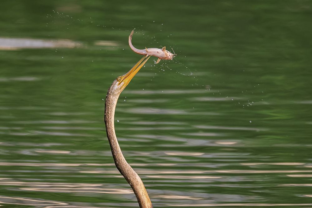 Photograph by Chau Nguyen