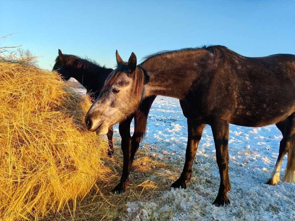 Photograph by Елена Сухорученкова