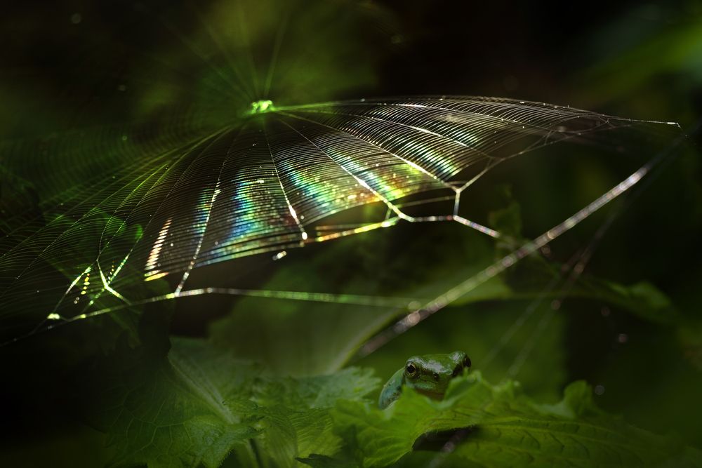 Photograph by KOHAGI