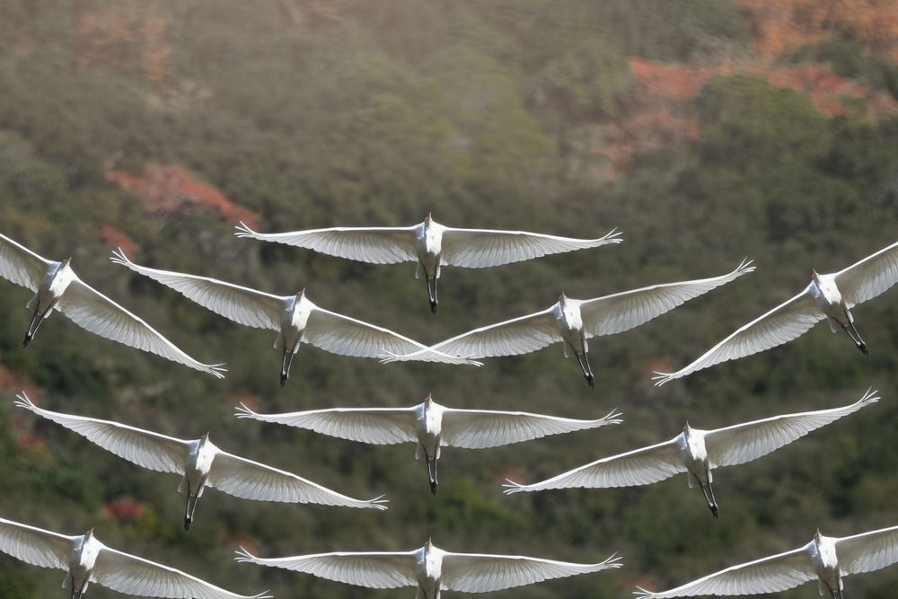 Photograph by KOHAGI