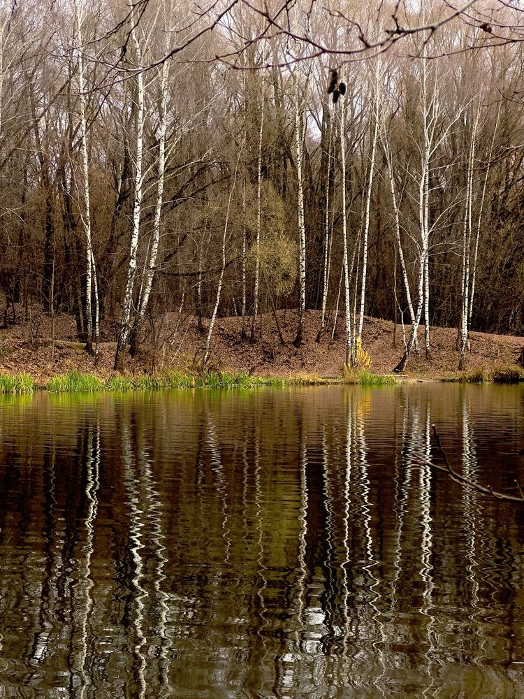 Осенний лес. Отражения
