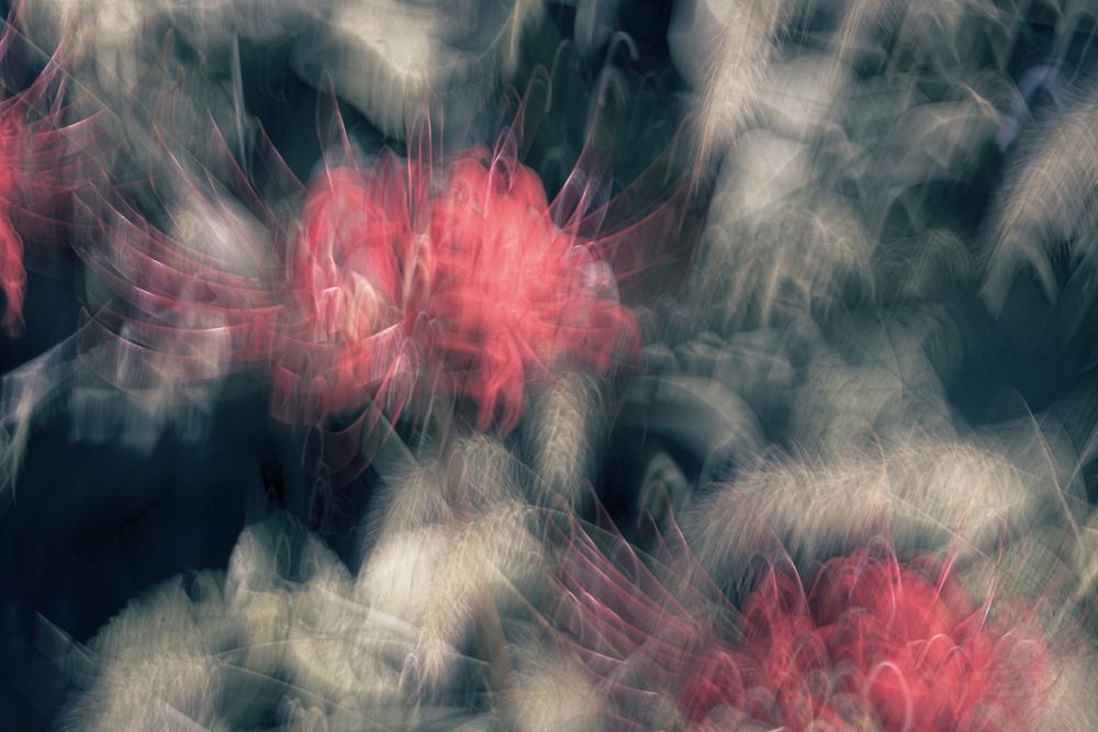 Photograph by KOHAGI