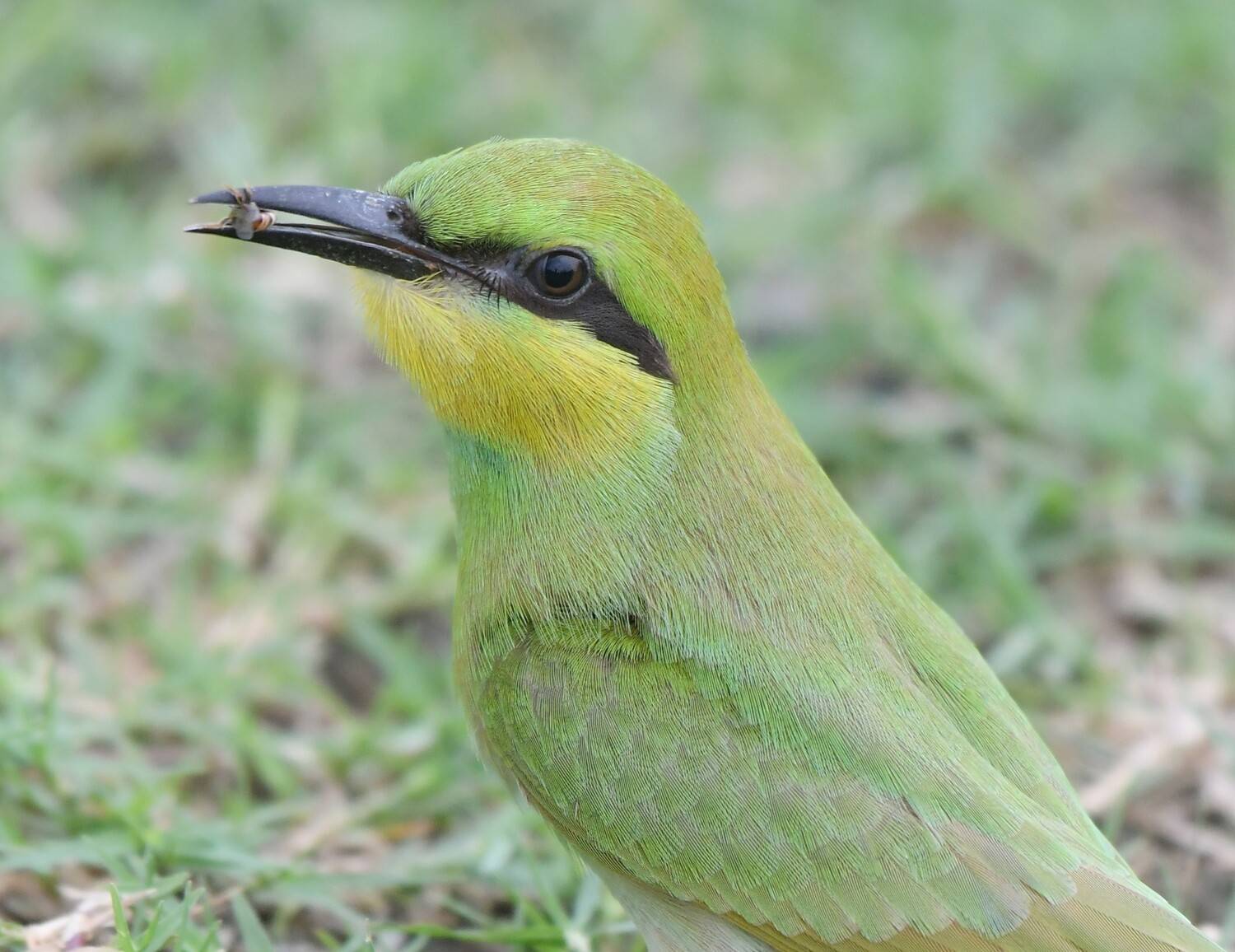 Asian Green Bee Eater