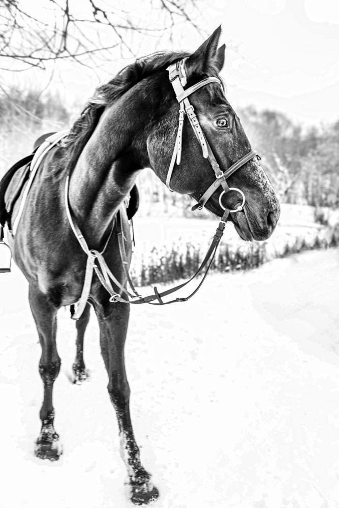 Photograph by Ольга Кушнарева