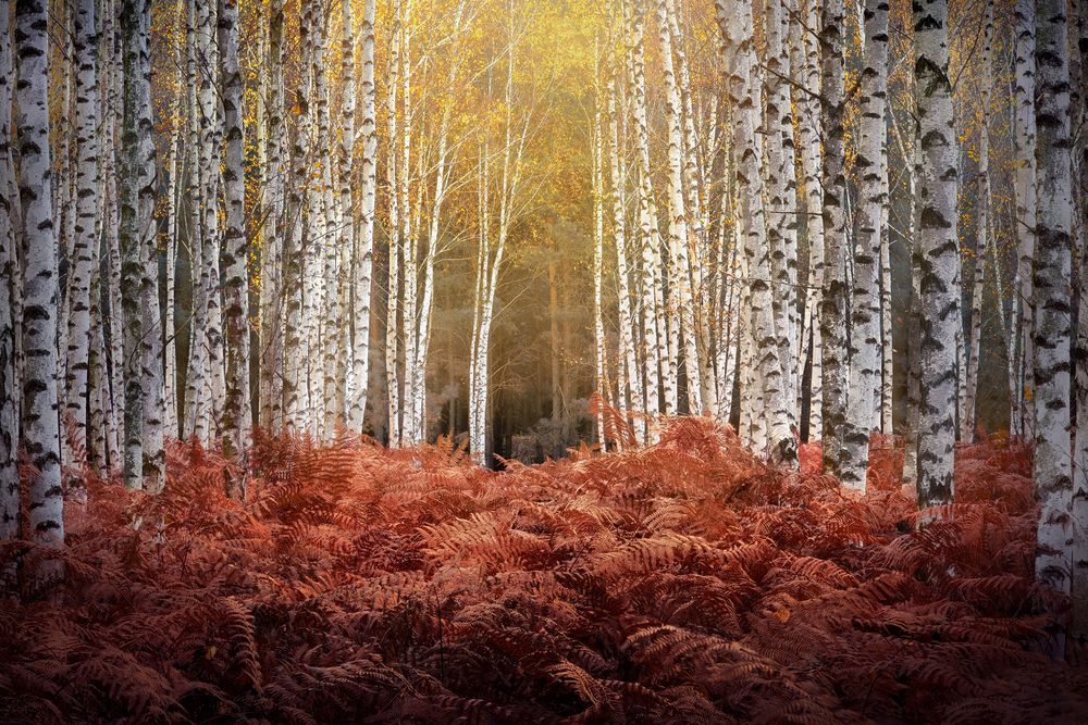 The birch grove