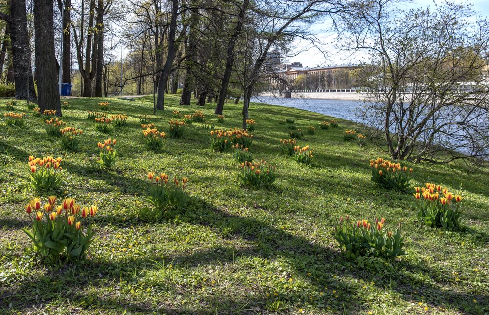 Тюльпановая поляна