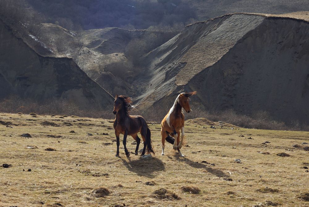 Фотография автора Светлана Зимина