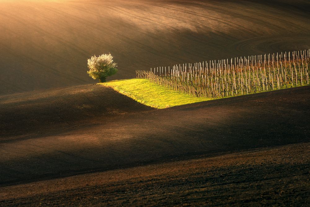 The Keeper of the Vineyard
