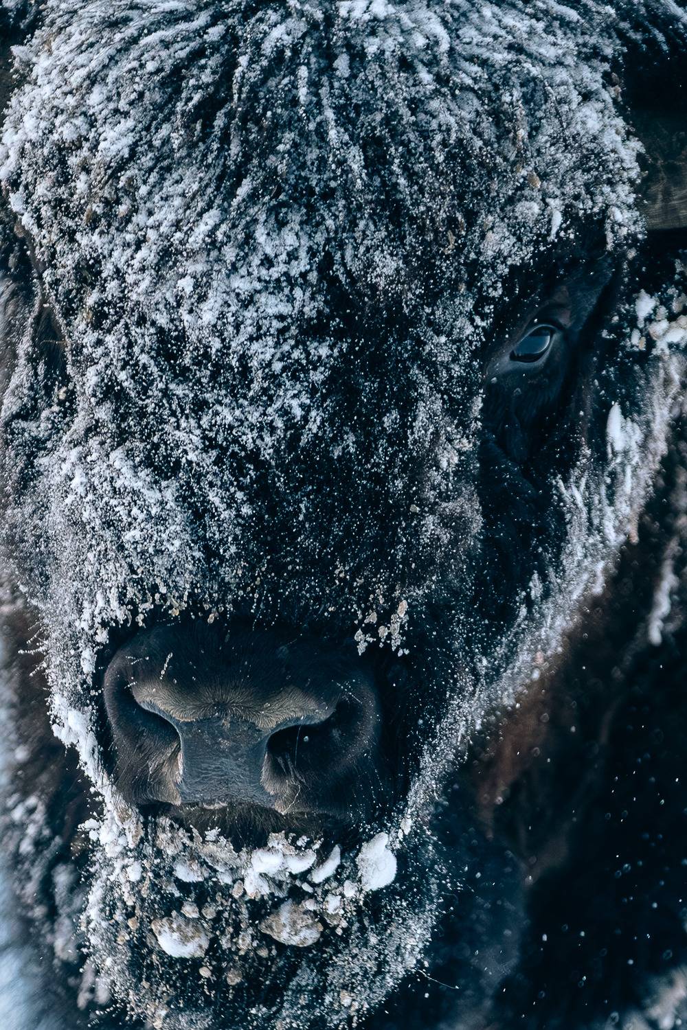 Фотография #13069756