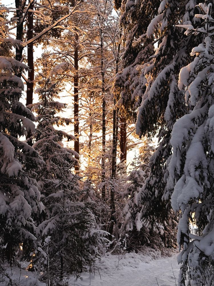 Фотография автора Елена Михалева