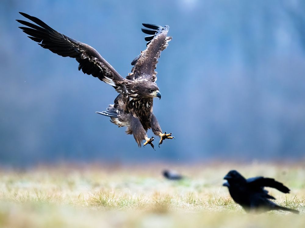 Фотография автора Ervin Horesnyik