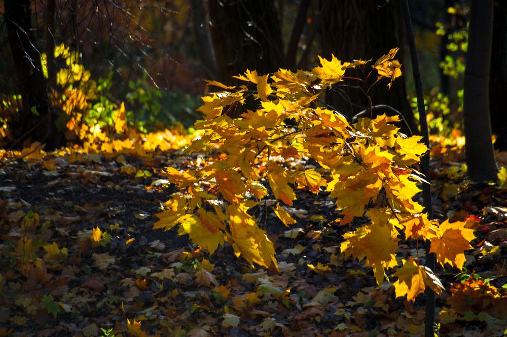 Photograph by Анастасия Лившиц