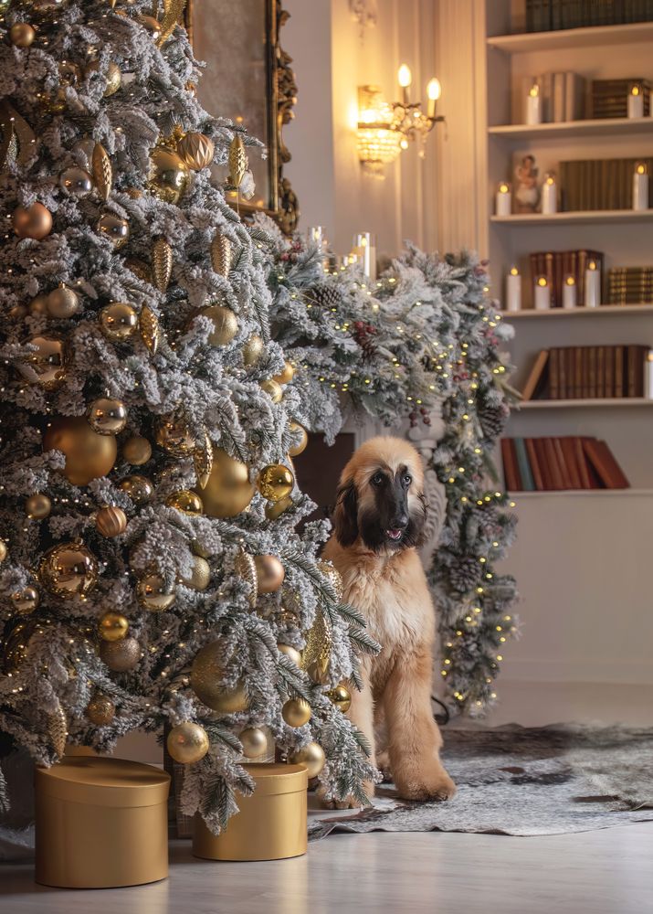 Фотография автора Ольга Фомичева