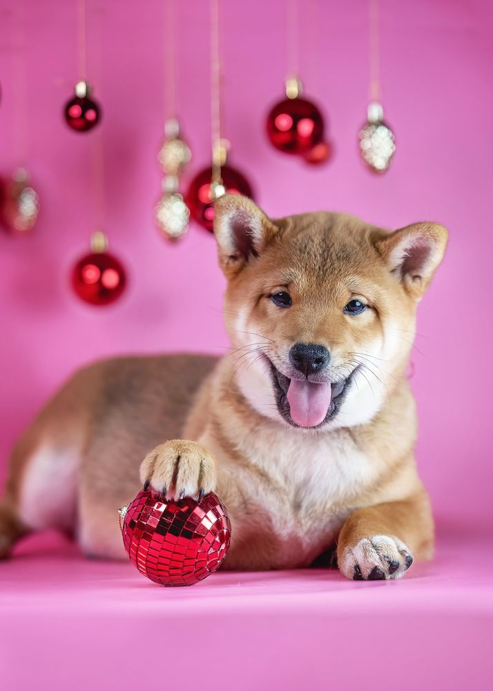 Фотография автора Ольга Фомичева