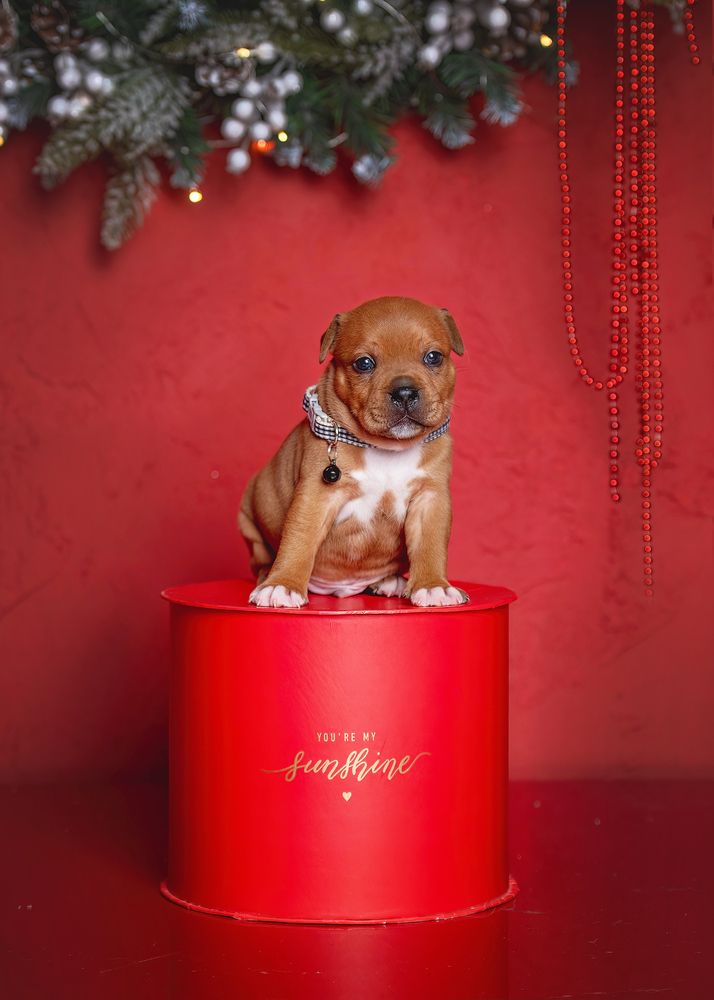 Фотография автора Ольга Фомичева