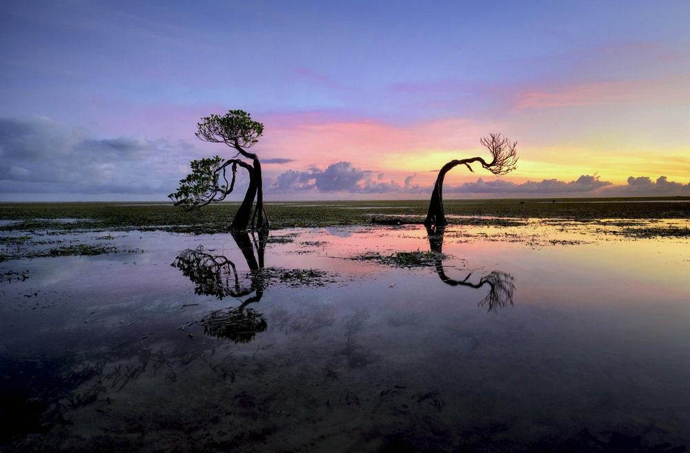 Dancing Mangroves at Sunrise