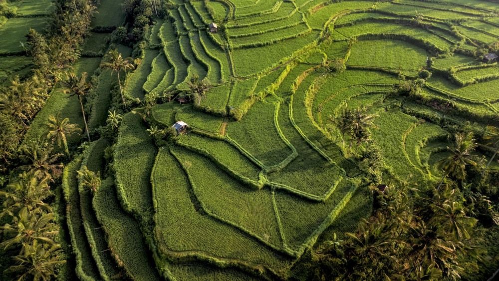 Patterns of Bali