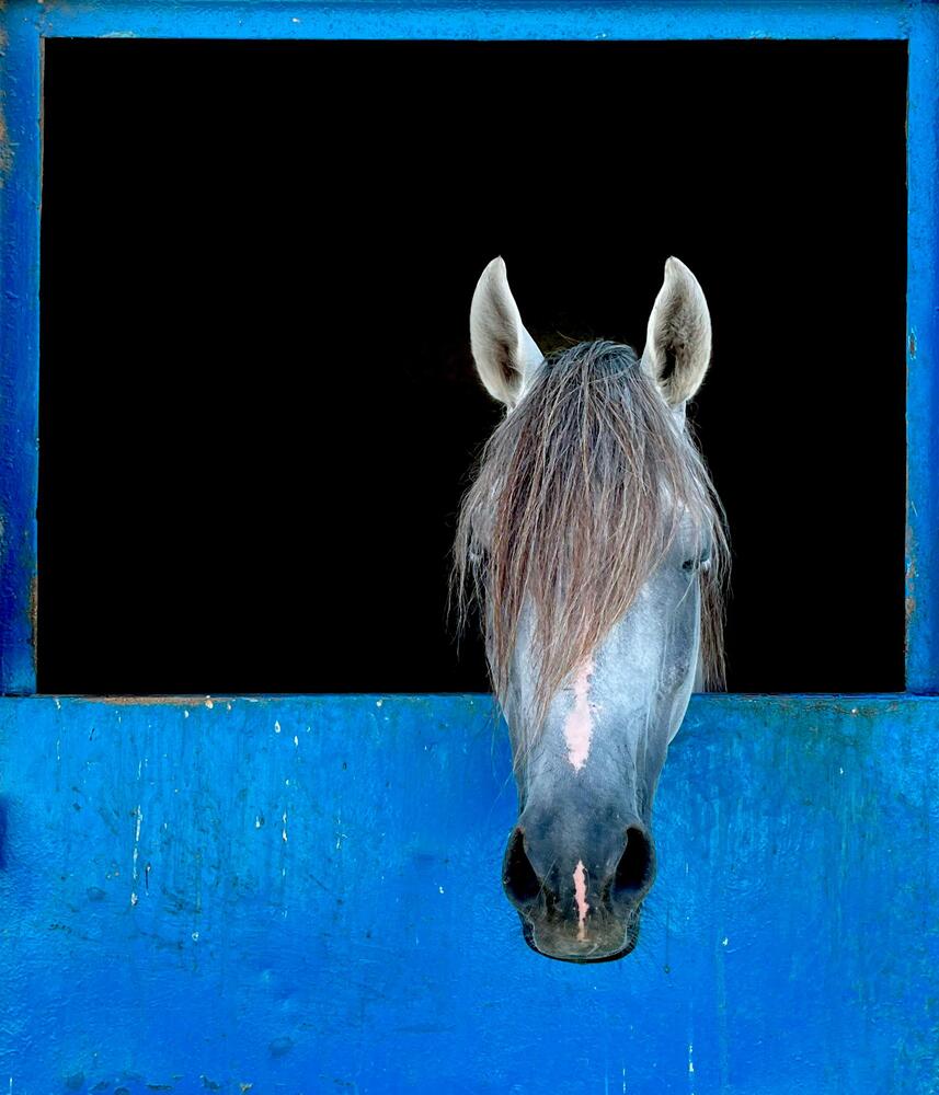 Photograph by Salah Elden