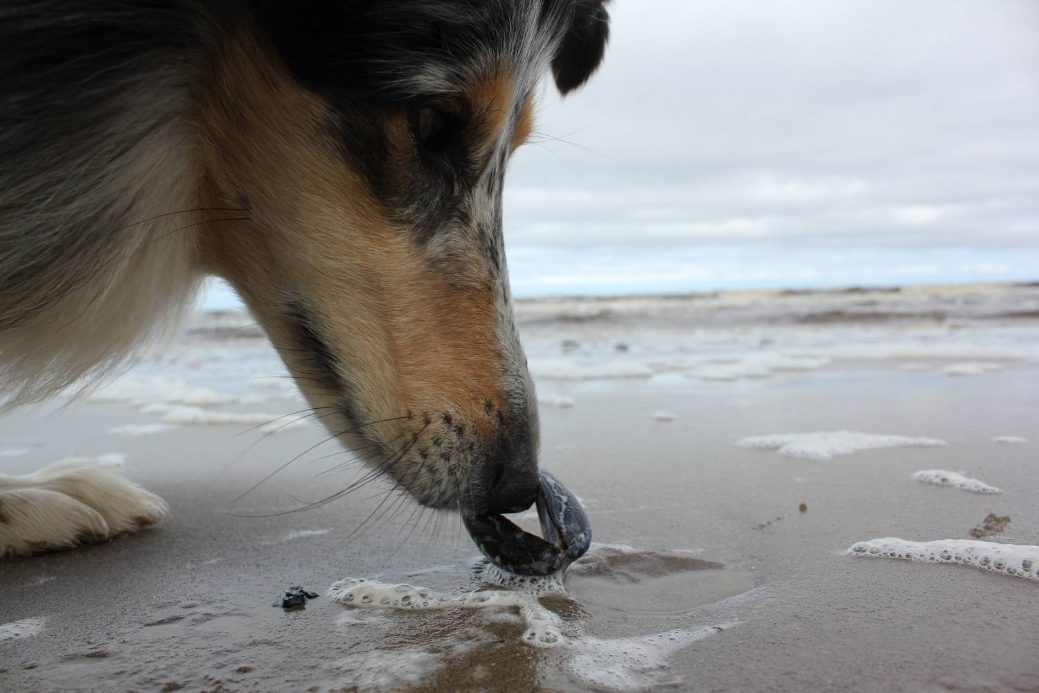 Photo #13071149