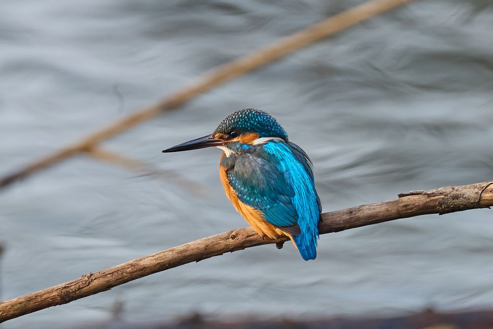Фотография автора Григорий Борняков