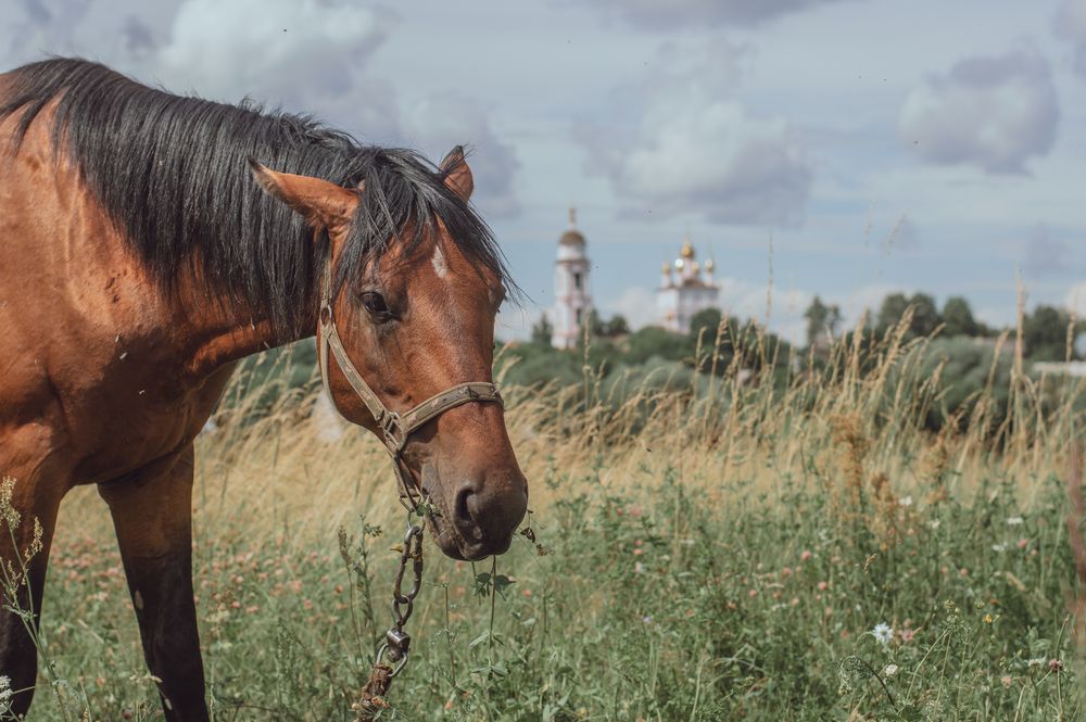 Фотография автора Вера Базилевская