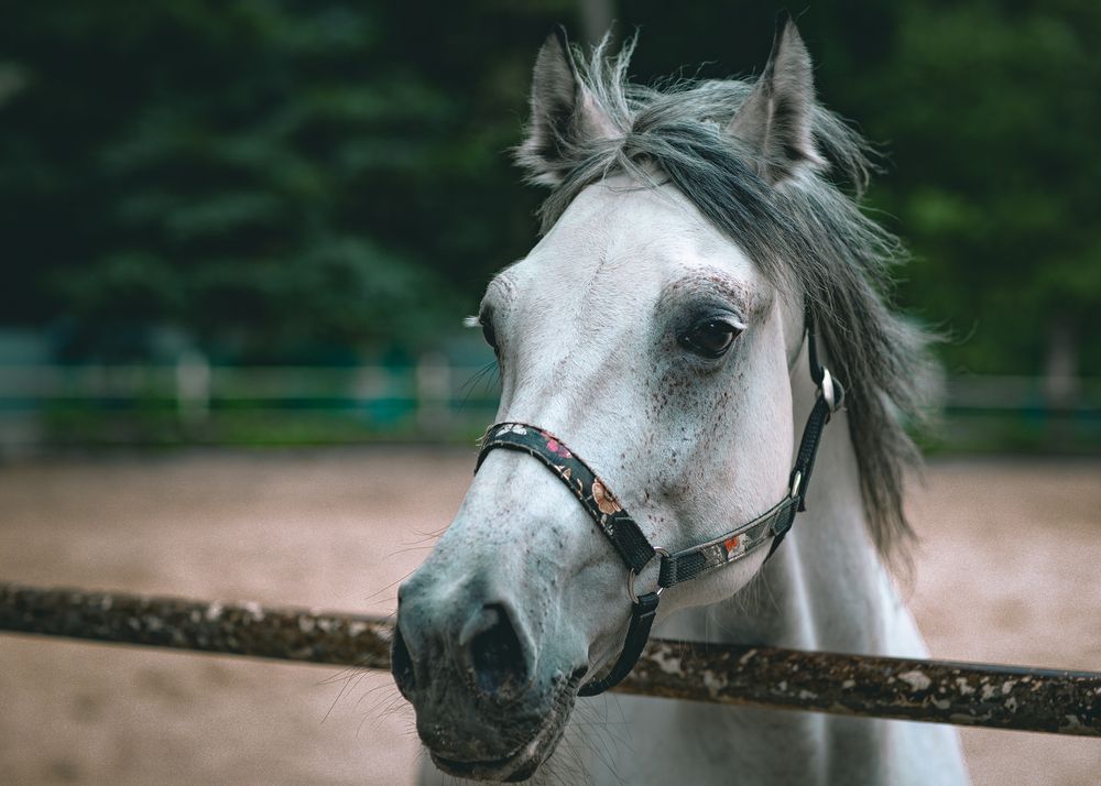 Photograph by Сергей Шпаков