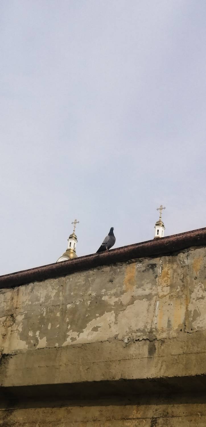 Photo #13071357