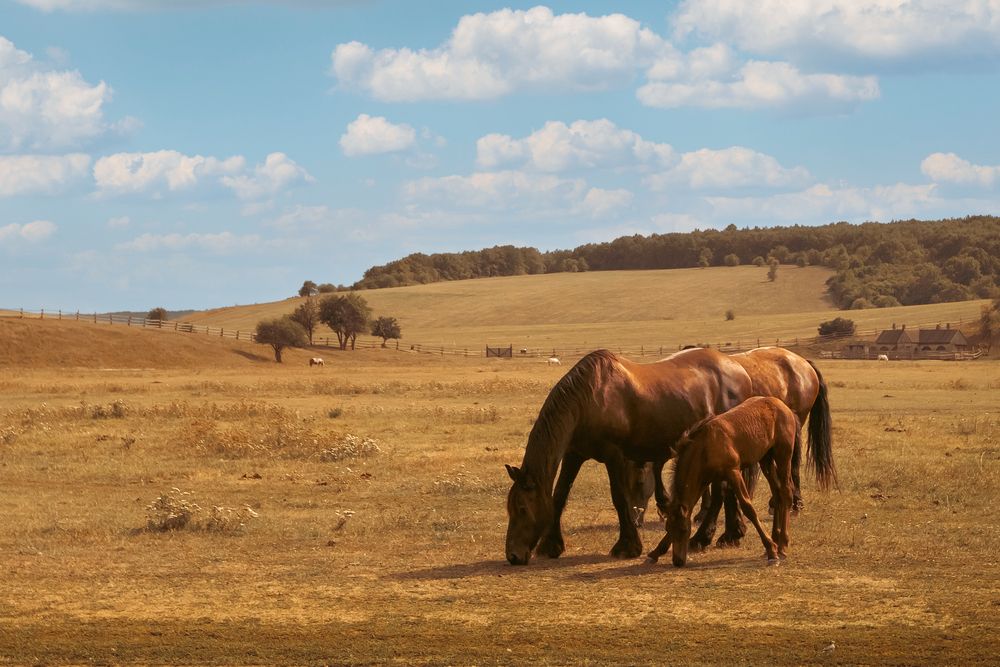 Photograph by Сергей Шпаков