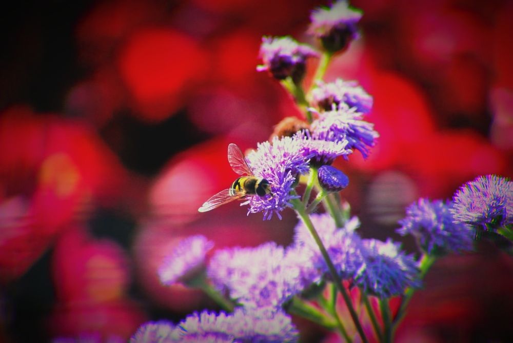 macro midge