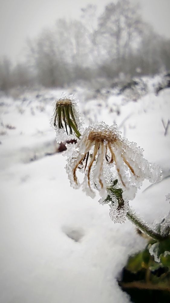 ice and flowers