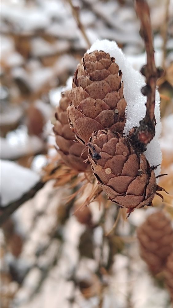 Pine cone in the snow