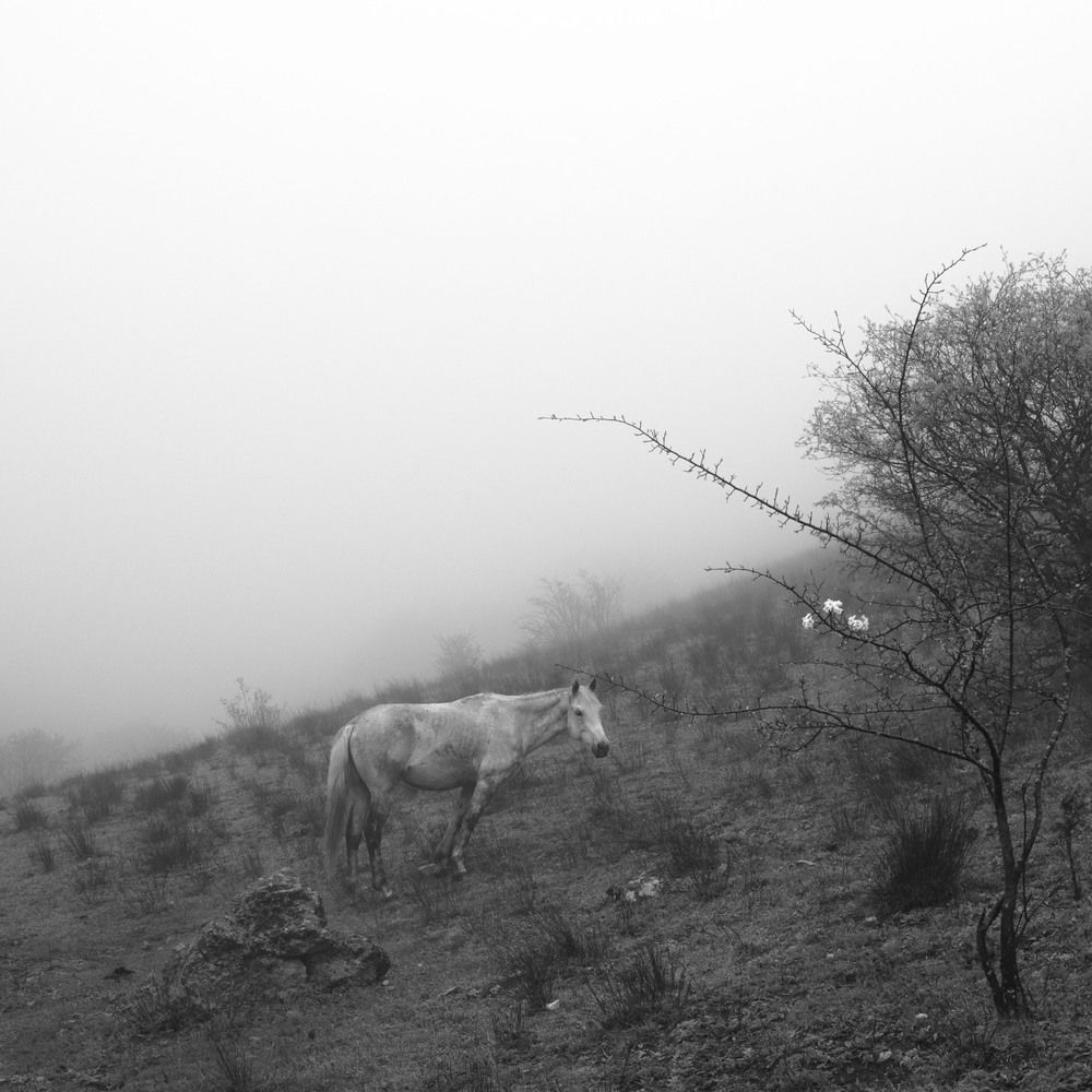 Photograph by Alexander