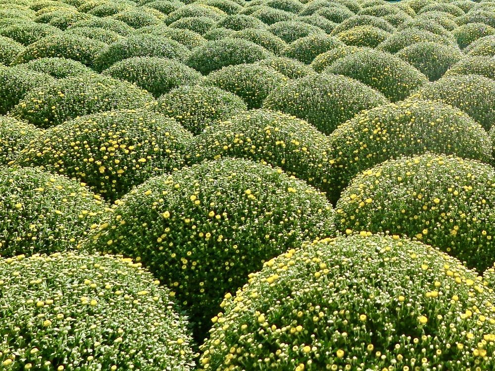 Александровский сад