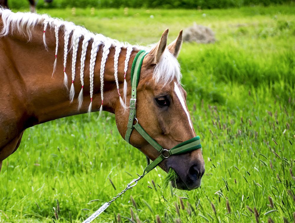 A cute brown horse with pigtails
