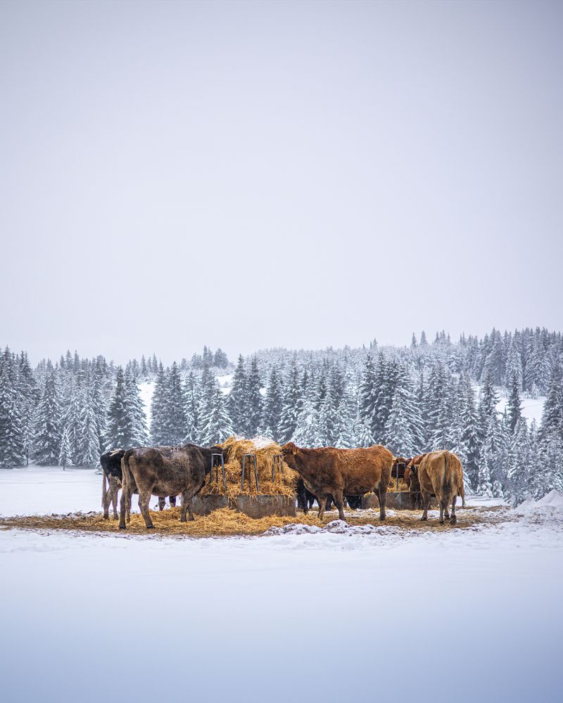 Фотография автора Artemi Artemov