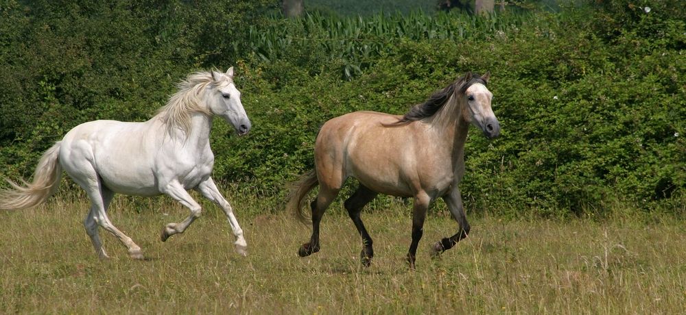 Photograph by féline Marie Anne Meyssonnier