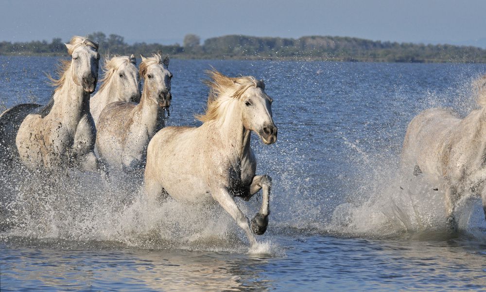 Photograph by féline Marie Anne Meyssonnier