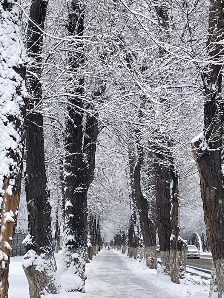 Первый снег