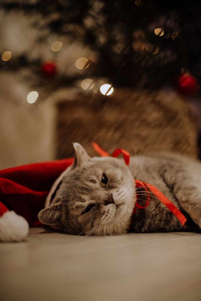 Photograph by Дарина Чечулина