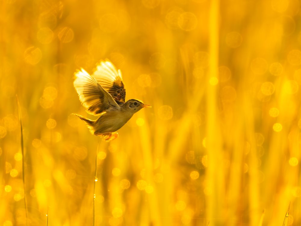Photograph by Vipin P C