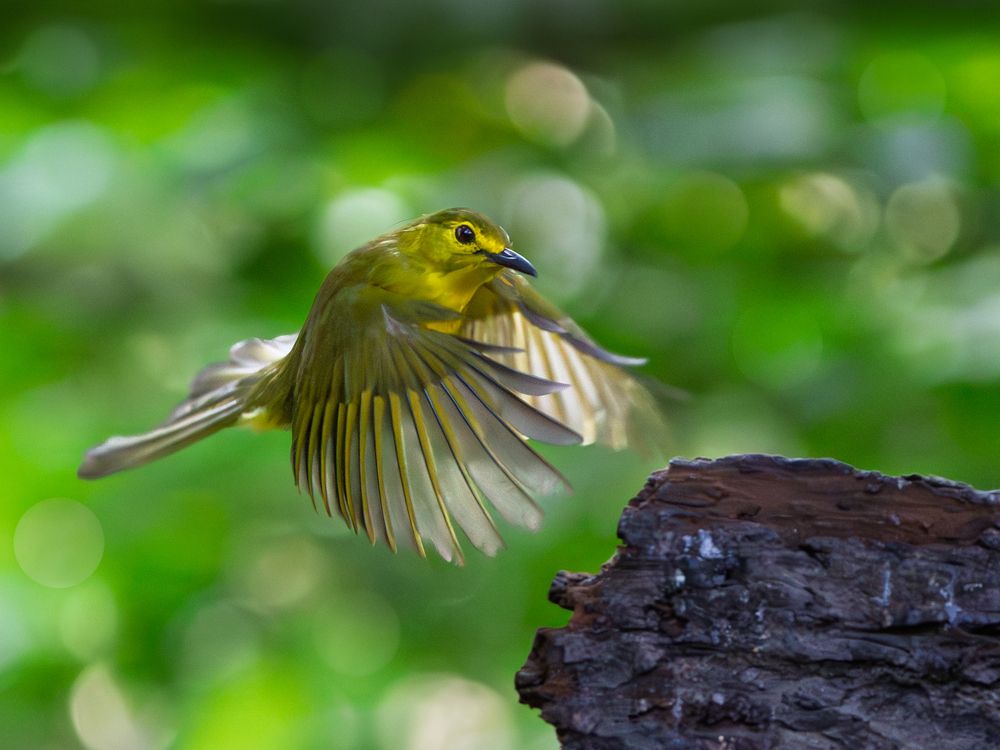 Photograph by Vipin P C